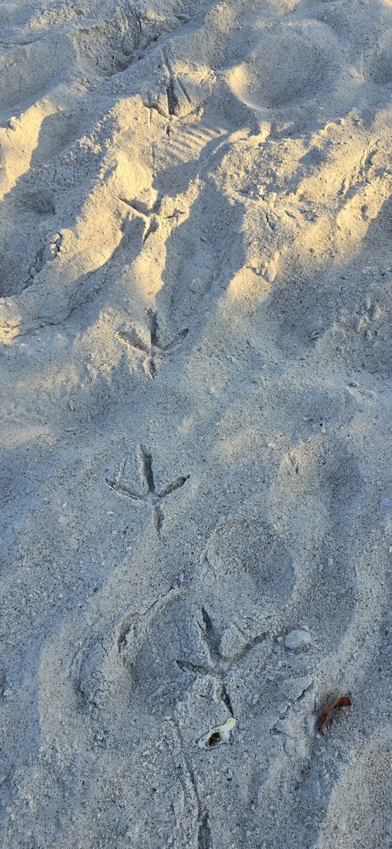 CatLady63891859's tweet photo. Sea Turtle Tracking on Shell Key Preserve this morning. We did inventory on a recently hatched nest.  💚👣🐢 #Florida #SaveTheSeaTurtles https://t.co/Eu3sJgpm0N