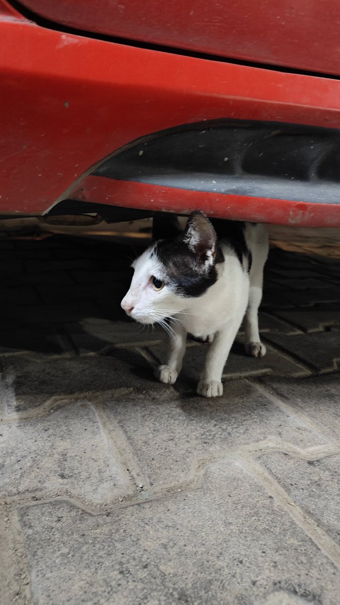 muthu_tara's tweet photo. Found the kitten I have been searching for. Was holed up in the next compound. Life seems slightly better today.
#cats #kitten #catsofchennai #love #furbabies https://t.co/4wSWKTJ56J