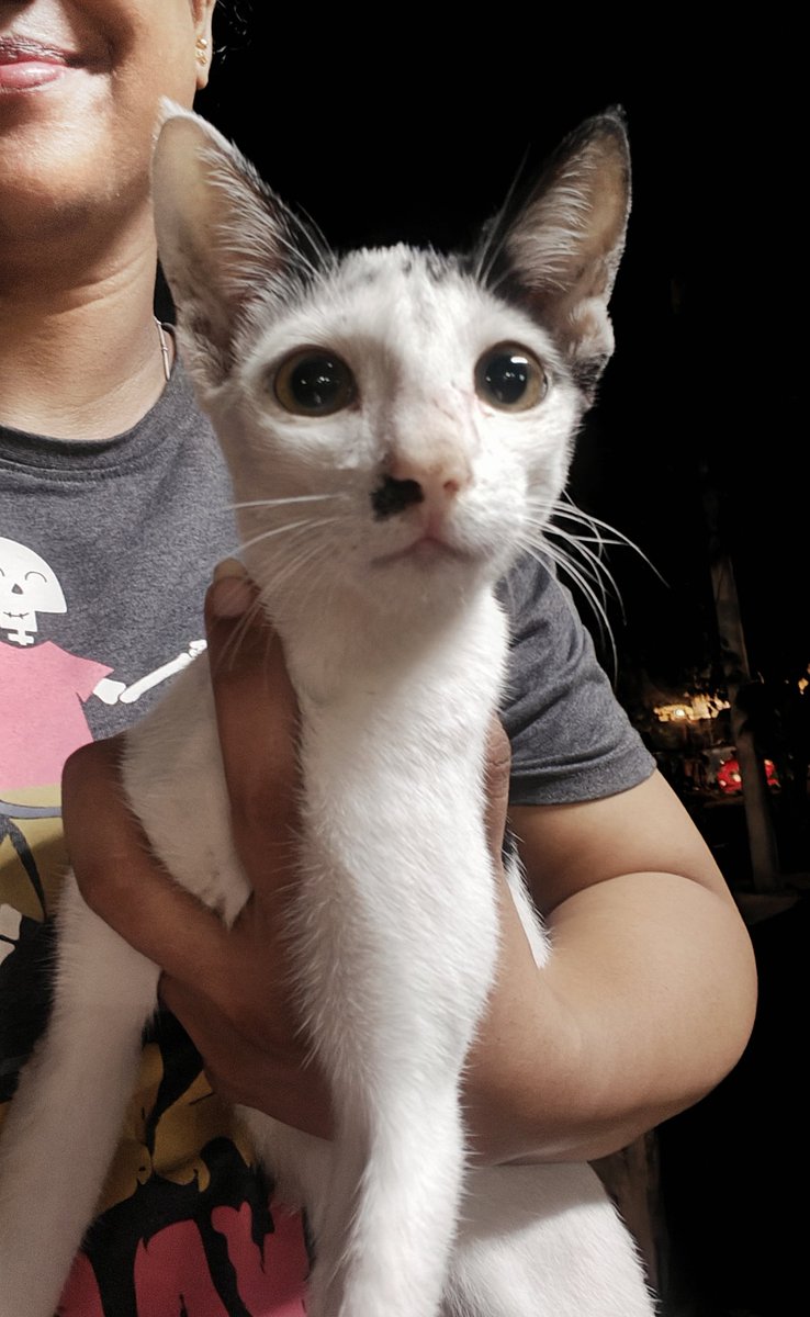 muthu_tara's tweet photo. Found the kitten I have been searching for. Was holed up in the next compound. Life seems slightly better today.
#cats #kitten #catsofchennai #love #furbabies https://t.co/4wSWKTJ56J