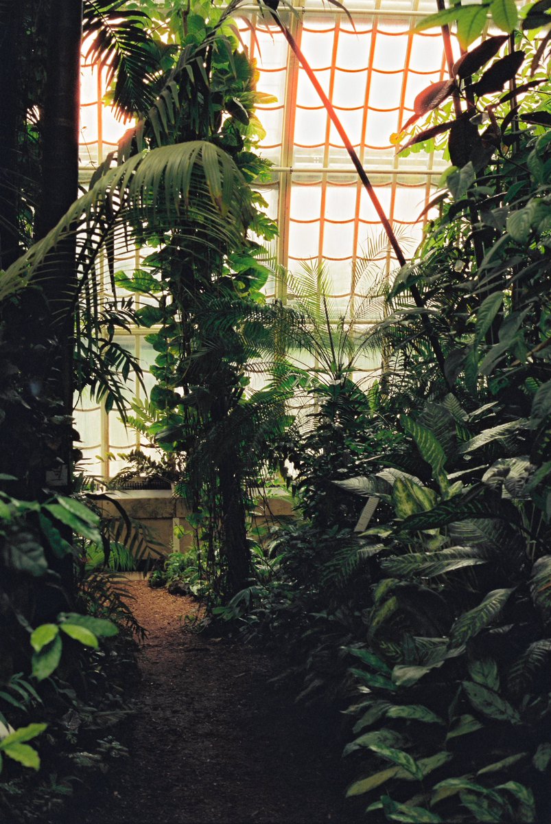 notonlyjack's tweet photo. botanical gardens on 35mm film https://t.co/Fr0G4d62ch