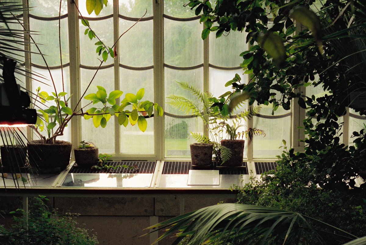 notonlyjack's tweet photo. botanical gardens on 35mm film https://t.co/Fr0G4d62ch
