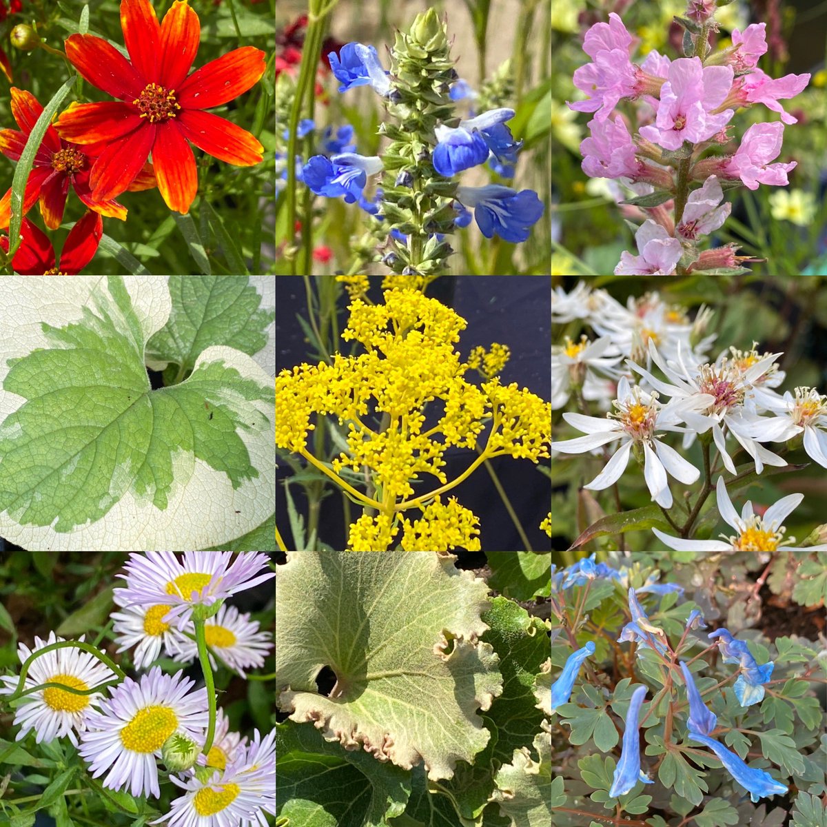 Just some of the plants we’re taking to @plantfairsroadshow tomorrow @holeparkgarden. Why not come and see us and other specialist nurseries and enjoy the wonderful gardens there too. #plantfair #specialistnurseries #summercolours