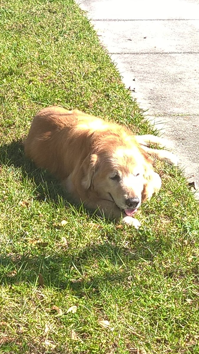 ServantArmy's tweet photo. @bunsenbernerbmd My family and I had to put my golden retriever, Rush, down in November of 2015 because he was unable to walk and he couldn't eat. His back legs were swelled up and he was probably battling an undiagnosed lymphoma. I miss him very much 😢 https://t.co/iOevys1Qe2