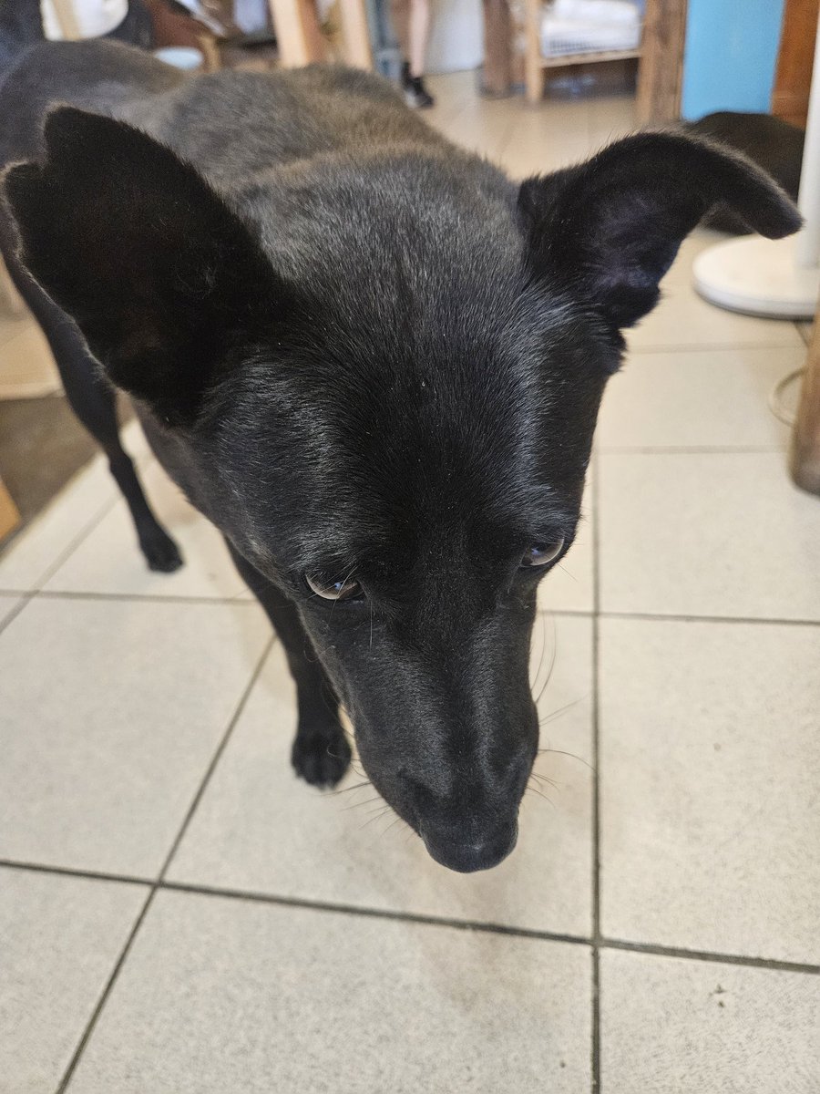 WaveDream3's tweet photo. 千層中規中矩 算好吃
西西里 一言難盡
但只要有🐶一律都先加80分 https://t.co/Atn3KReWCP