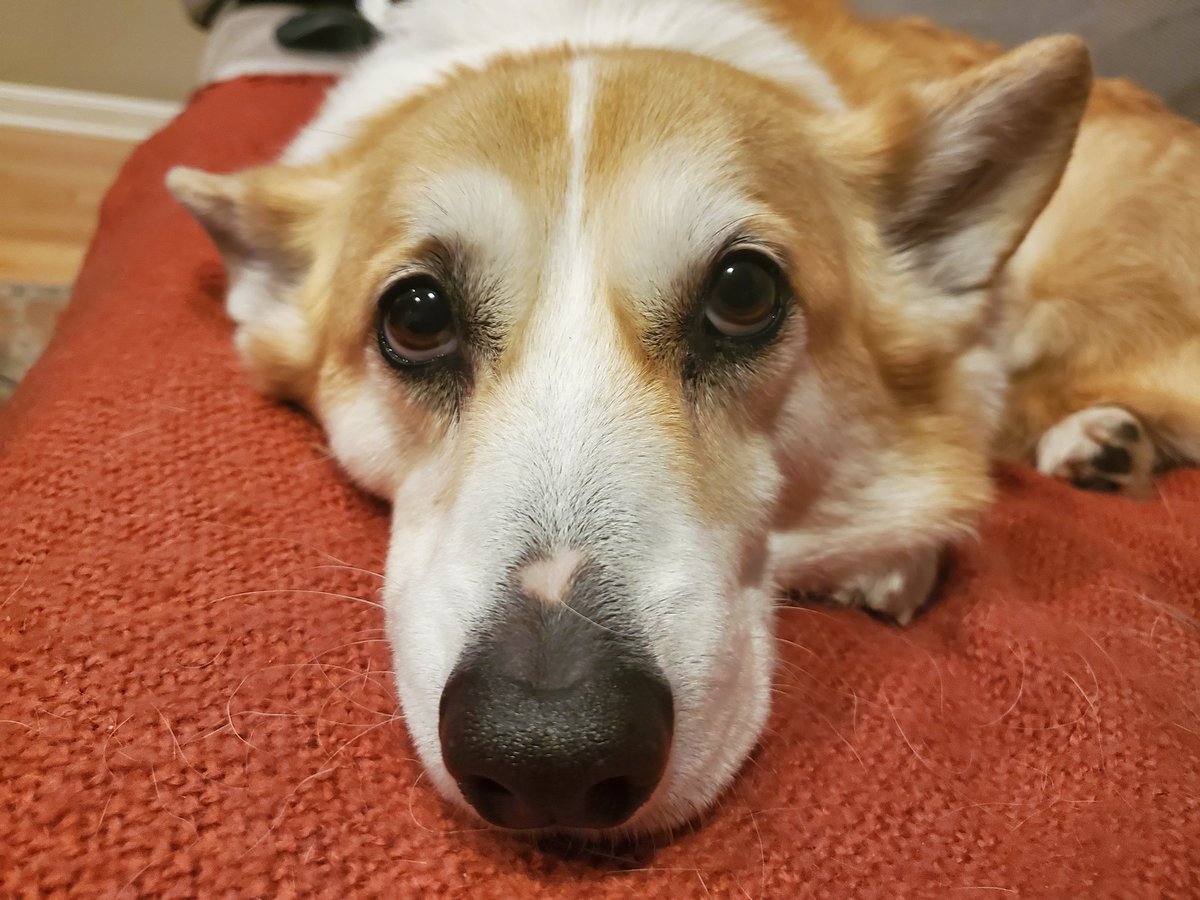 rthstewart's tweet photo. @bunsenbernerbmd Thorin Corgishield last week. I am devastated. https://t.co/FmD3xCmvs4
