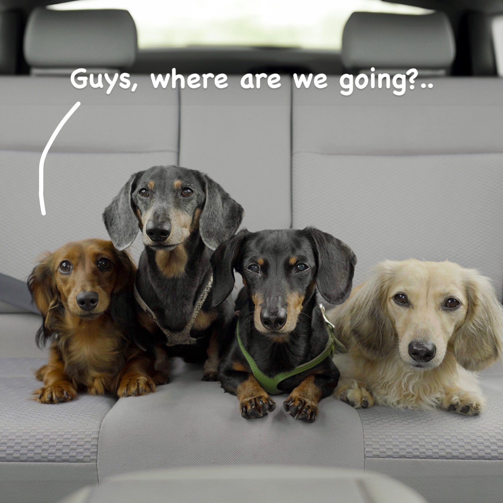 Crusoe weiner dog 2025