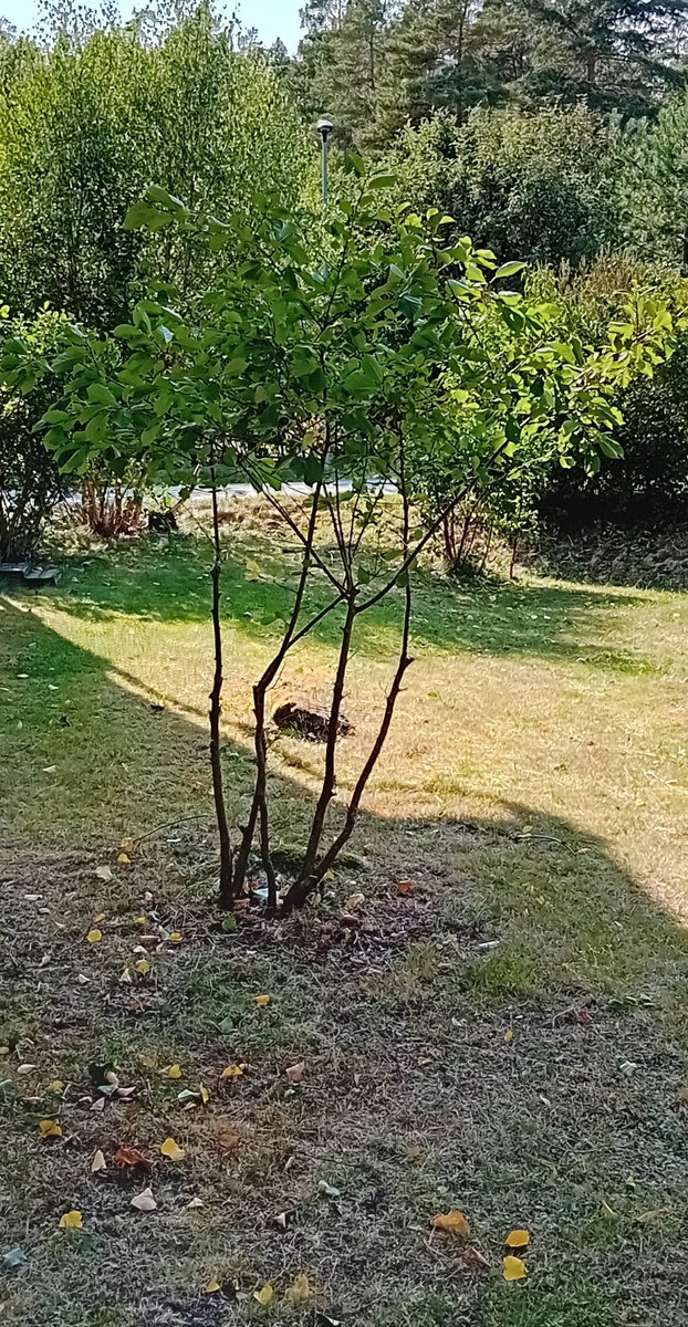 Den lokala grönyteingenjören fortsätter leverera utöver spruta grus på barn med klippaggregatet på åklipparen och spraya sönder bilrutor med trimmern.