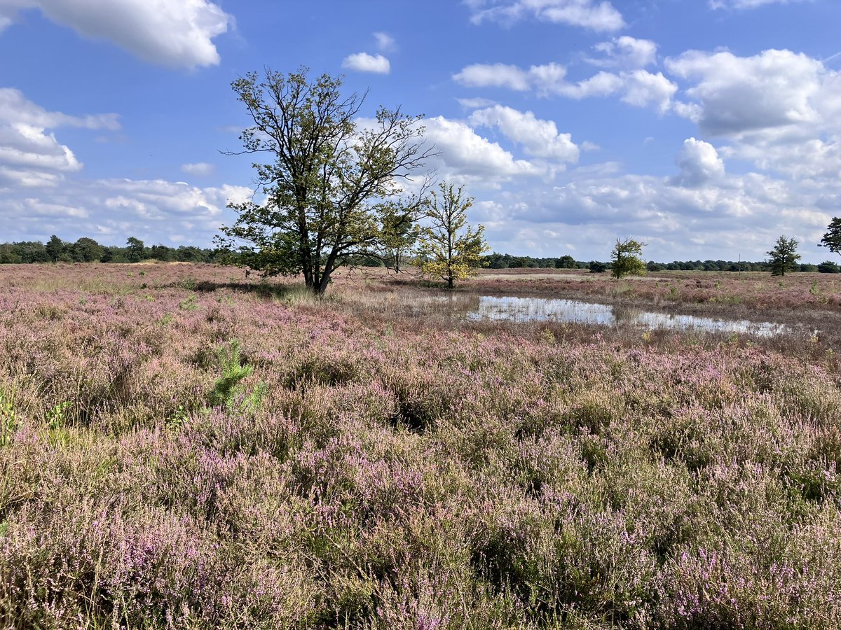 Erik Jan Bakker tweet media