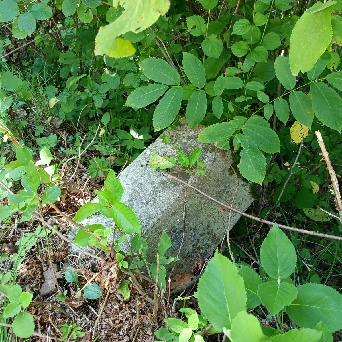 another_barbara's tweet photo. Some of the other ones.
(BTW: I love old stones! 🤍)
3/3 https://t.co/M0FiJjBqIz