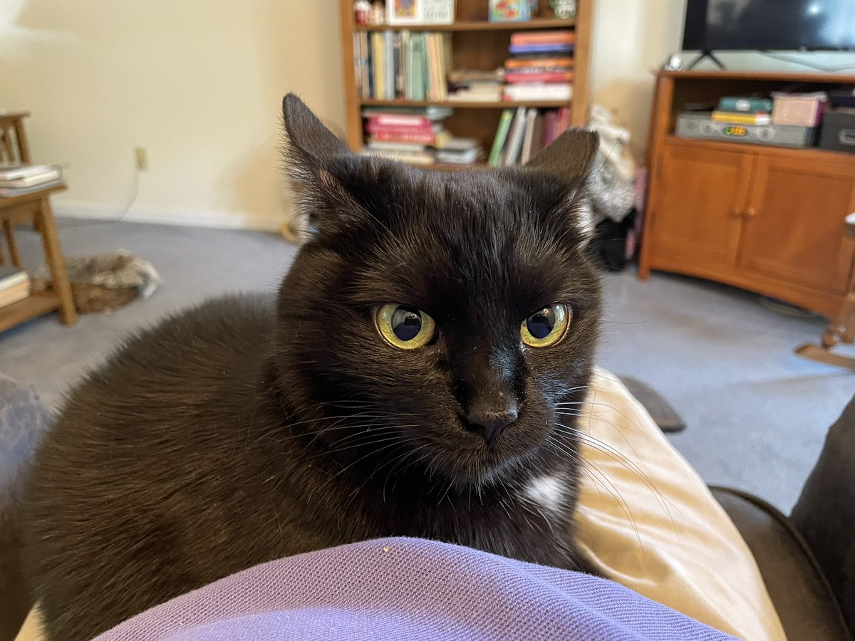 Reporterroblang's tweet photo. Happy #BlackCatAppreciationDay from #Jules2 and her third favorite newsman (@LesterHoltNBC and Stan Stovall are her two favorites ahead of me) https://t.co/fAZE4eFRWT