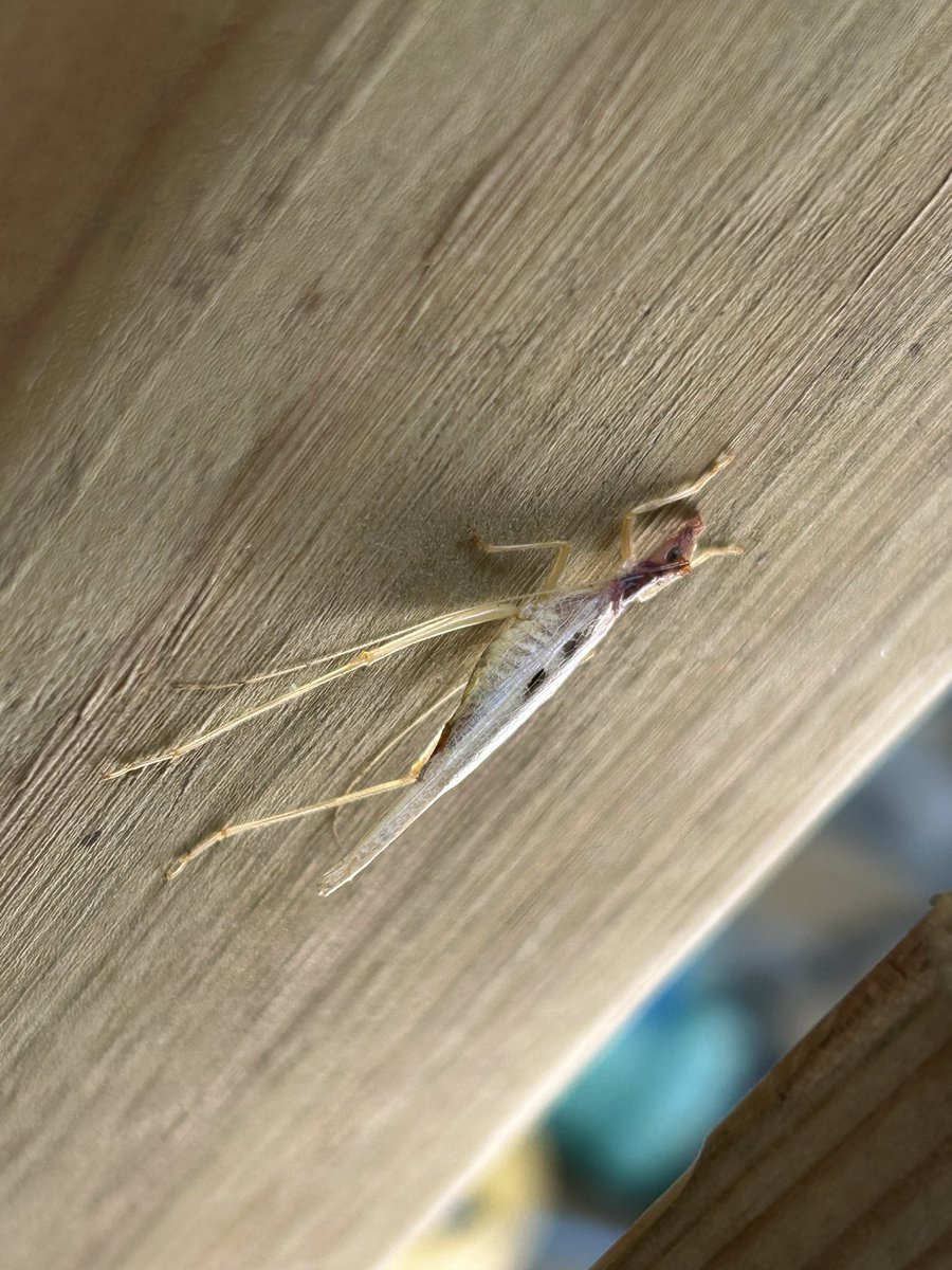 LiftWeightsKate's tweet photo. @ashBO4yuh Here’s a cool bug we looked up the other day. Found it on our porch. https://t.co/GEMtwdIsXf