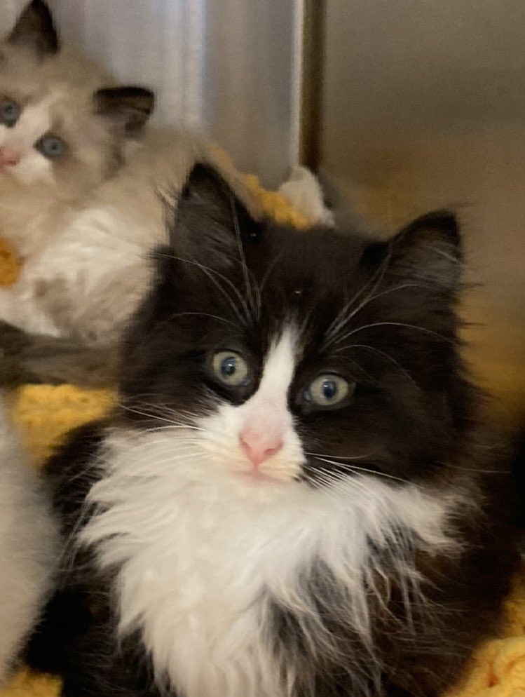 My face when people ask if my classroom is ready for the first day.😅 Anyway, if your heart is moved to, please check out our classroom wish list!🤞 We really appreciate it.🩷 Wish list: rb.gy/k88un3

#caturday #clearthelist #Maine #kittens