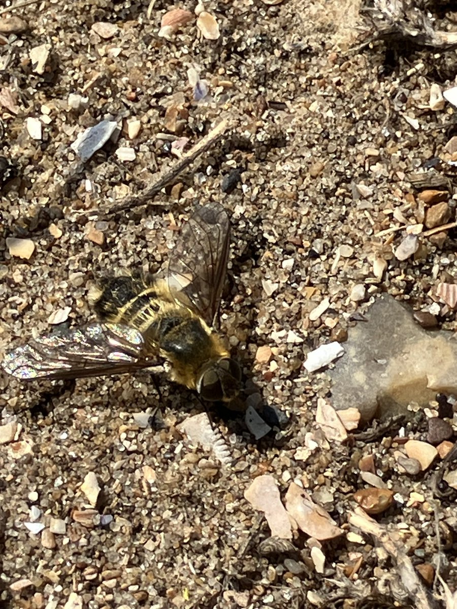StuartGoodwin73's tweet image. A couple of hours at a sunny Sandwich Bay. c10 Sandwich Terns, including juveniles, seen with 7 Swallow’s flying up the coast later. Flecked General &amp;amp; Dune Villa are lifers. Sea Holly looked lovely as the Viper Bugloss finishes. Plenty of Common Blue butterflies seen.