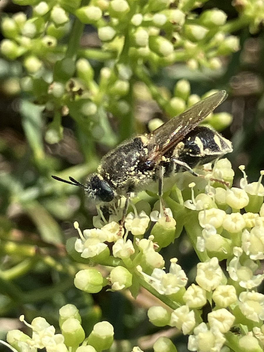StuartGoodwin73's tweet image. A couple of hours at a sunny Sandwich Bay. c10 Sandwich Terns, including juveniles, seen with 7 Swallow’s flying up the coast later. Flecked General &amp;amp; Dune Villa are lifers. Sea Holly looked lovely as the Viper Bugloss finishes. Plenty of Common Blue butterflies seen.