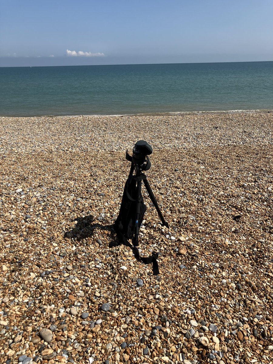 StuartGoodwin73's tweet image. A couple of hours at a sunny Sandwich Bay. c10 Sandwich Terns, including juveniles, seen with 7 Swallow’s flying up the coast later. Flecked General &amp;amp; Dune Villa are lifers. Sea Holly looked lovely as the Viper Bugloss finishes. Plenty of Common Blue butterflies seen.