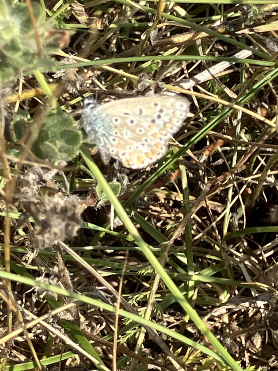 StuartGoodwin73's tweet image. A couple of hours at a sunny Sandwich Bay. c10 Sandwich Terns, including juveniles, seen with 7 Swallow’s flying up the coast later. Flecked General &amp;amp; Dune Villa are lifers. Sea Holly looked lovely as the Viper Bugloss finishes. Plenty of Common Blue butterflies seen.