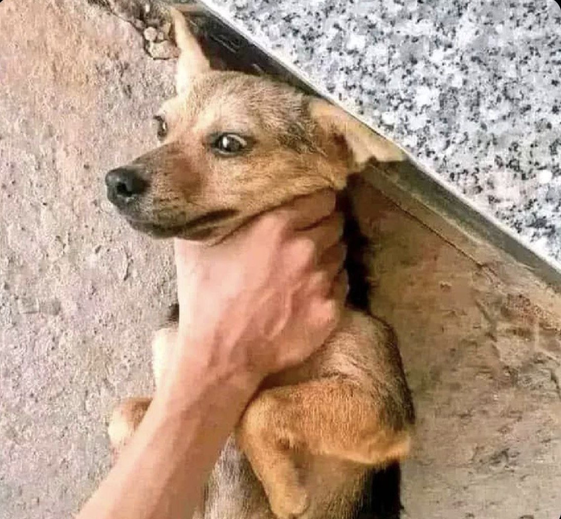 قیمت داگز اگه زیر ۰.۰۰۵ باشه من هر سگی که بیرون ببینم😂