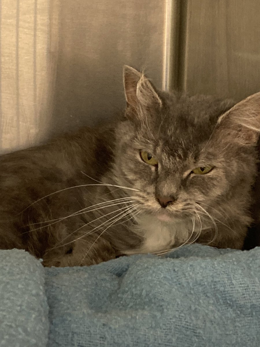 Molly Olsen tweet media