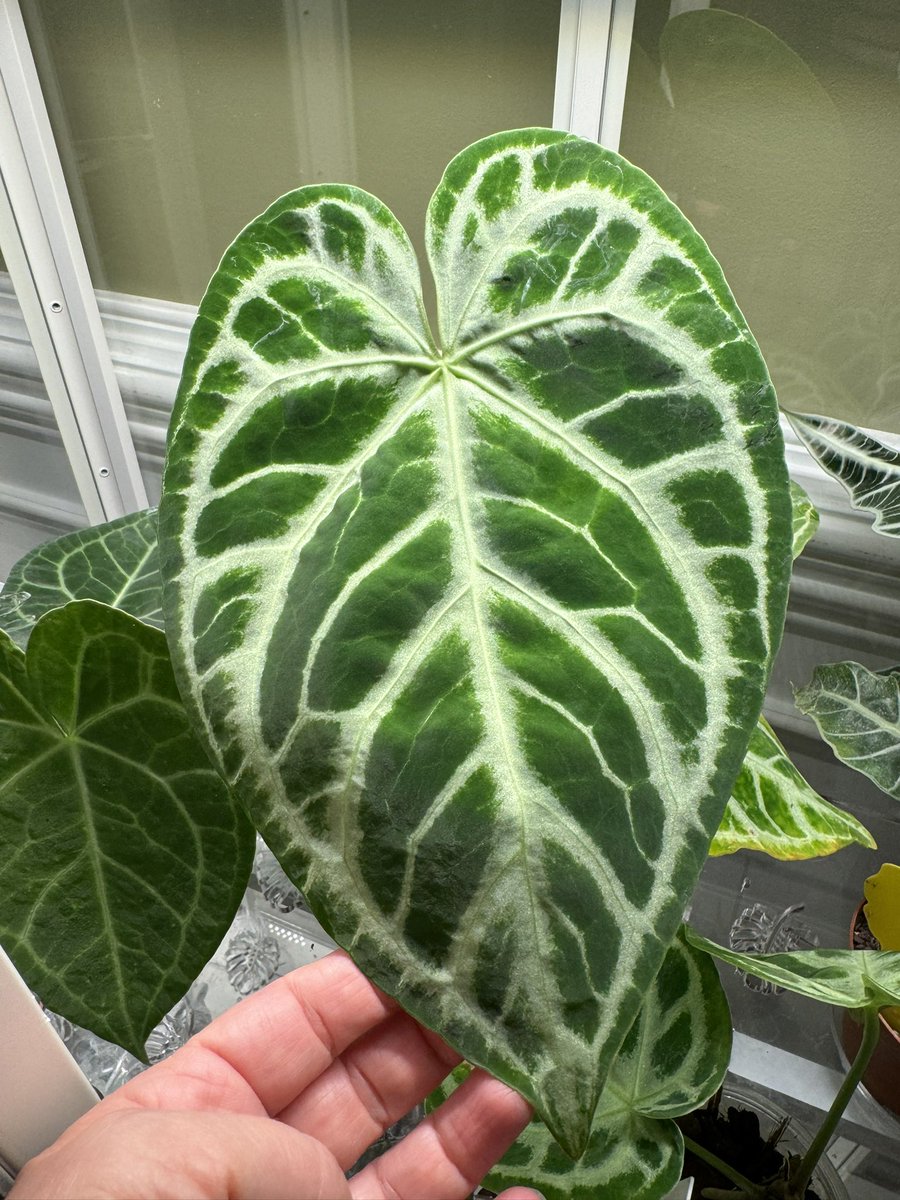Beautiful Anthurium Silver Blush