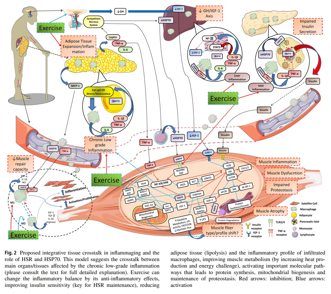 IberianCitizen's tweet photo. El ejercicio es ANTIINFLAMATORIO, al mejorar la sensibilidad a la insulina, reducir el tejido adiposo y la polarización d macrófagos M1, mejorar el metabolismo muscular, la síntesis proteica, la biogénesis mitocondrial y mantener la proteostasis 💪🏻🚫🎈#bis
https://t.co/yQB1Vs7nO9 https://t.co/FSlLX8qZbX