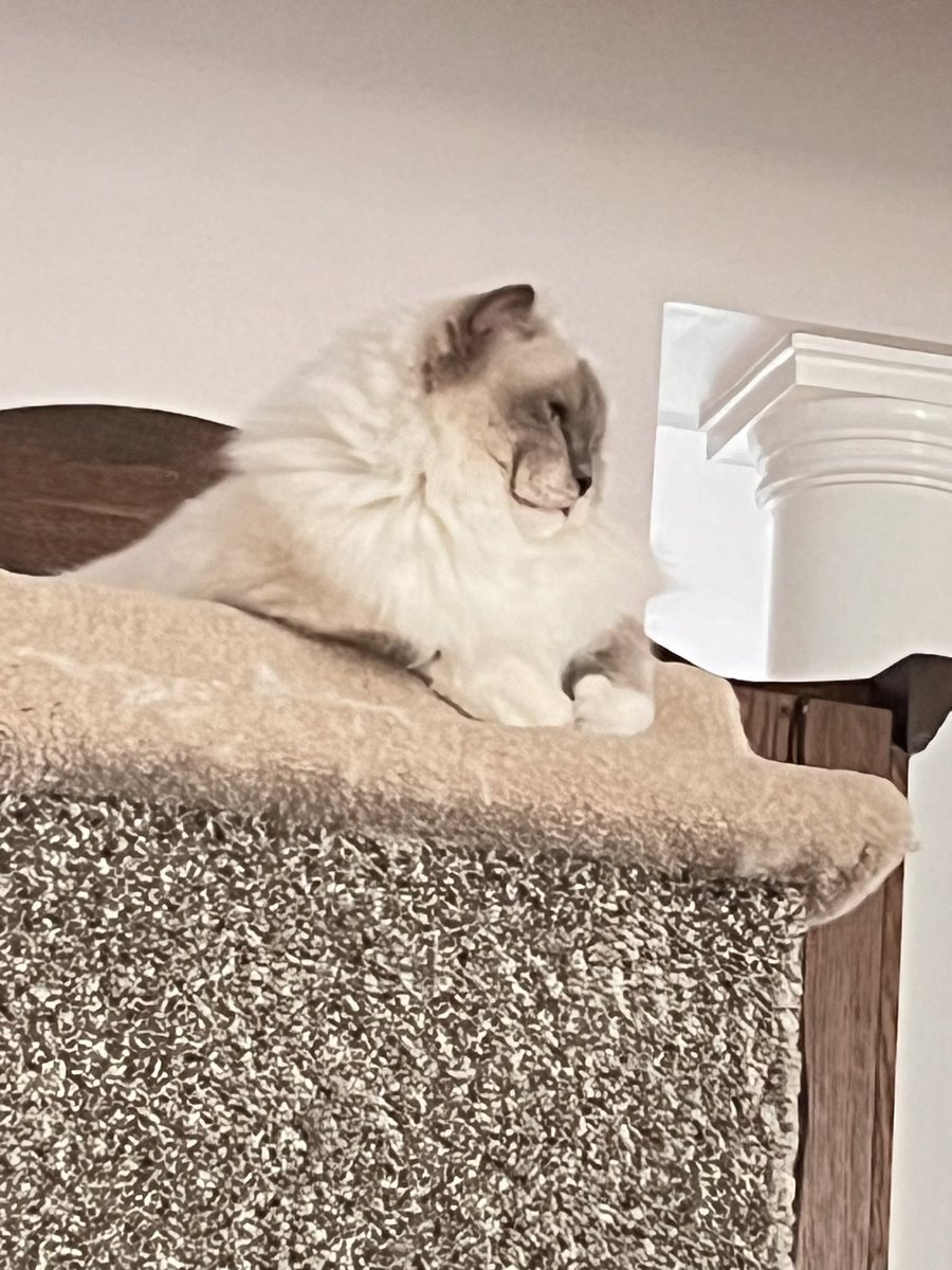 Ifyoublingit's tweet photo. Maya is happy today and wishes everyone a Happy #Caturday https://t.co/VBBCWdmnhX