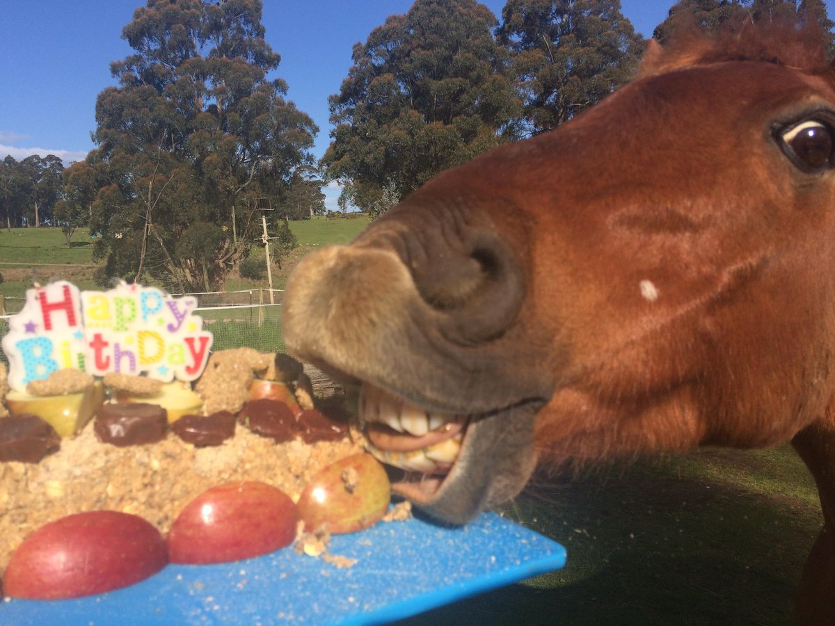 horse eating birthday cake delicious treat for special day make a wish celebrate and enjoy