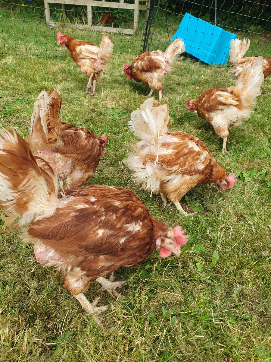 Life is better when you rescue some hens. #FreshStartForHens