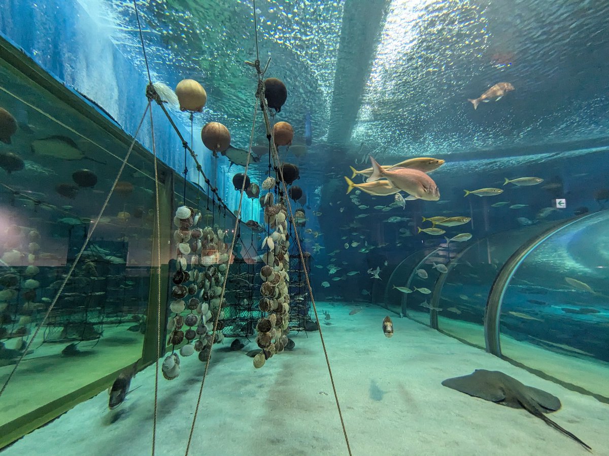 Chromis_sp's tweet photo. 浅虫水族館初めて行った🐟️
大水槽にホタテ養殖を段階ごとに再現していたのが面白かった。 https://t.co/001Je0aD3w