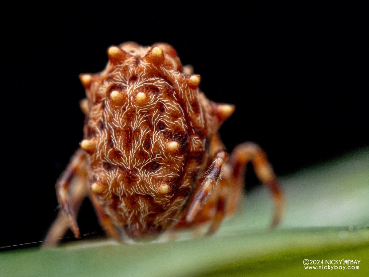 singaporemacro's tweet image. If you need super weird spiders, here&apos;s one for you from Pahang, Malaysia.

Seems close to Phoroncidia but a similar species from Japan appears to be in Araneidae instead after they found the male and its web structure.