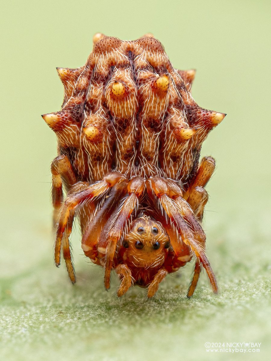 singaporemacro's tweet image. If you need super weird spiders, here&apos;s one for you from Pahang, Malaysia.

Seems close to Phoroncidia but a similar species from Japan appears to be in Araneidae instead after they found the male and its web structure.