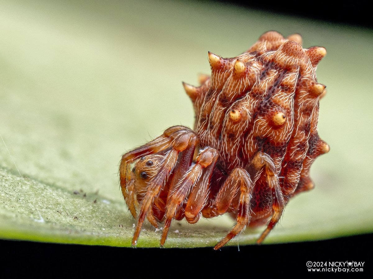 singaporemacro's tweet image. If you need super weird spiders, here&apos;s one for you from Pahang, Malaysia.

Seems close to Phoroncidia but a similar species from Japan appears to be in Araneidae instead after they found the male and its web structure.