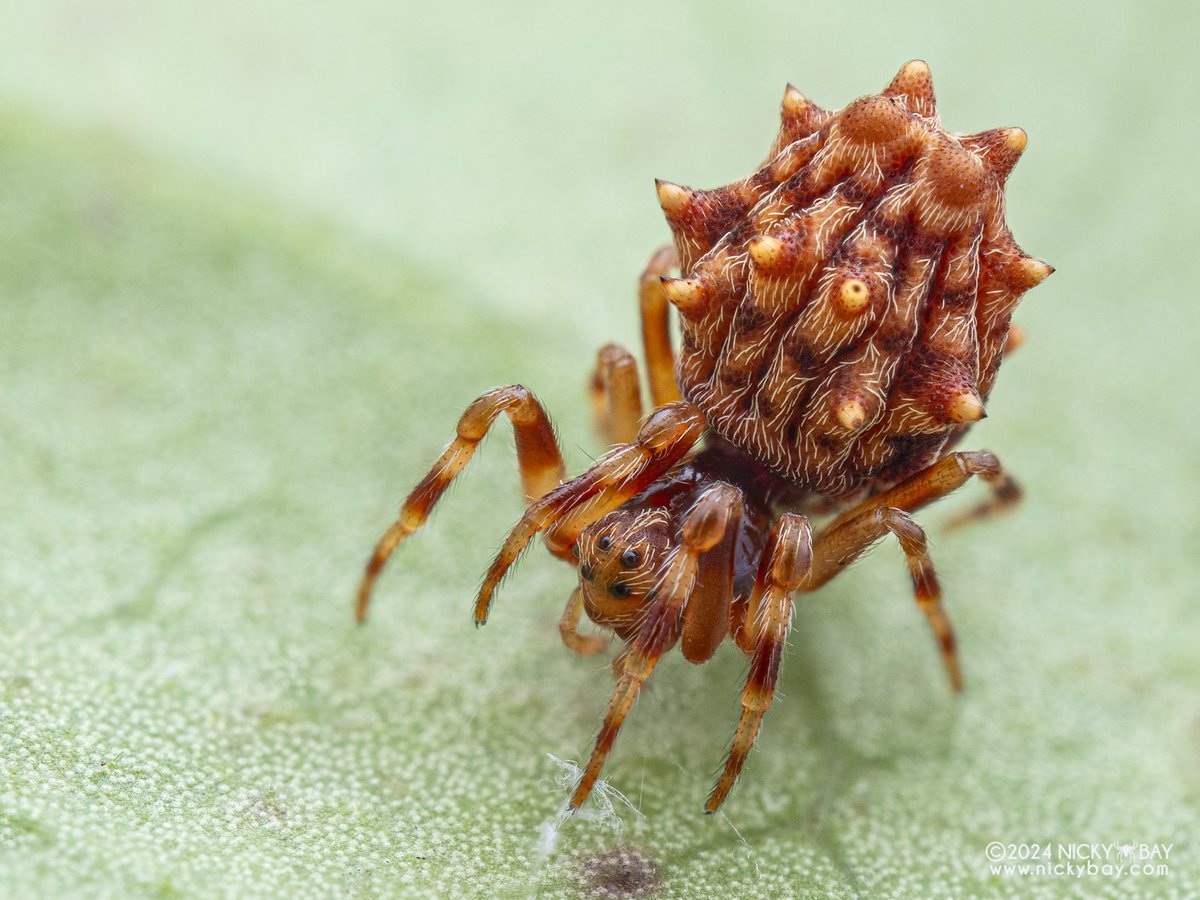 If you need super weird spiders, here's one for you from Pahang, Malaysia.

Seems close to Phoroncidia but a similar species from Japan appears to be in Araneidae instead after they found the male and its web structure.