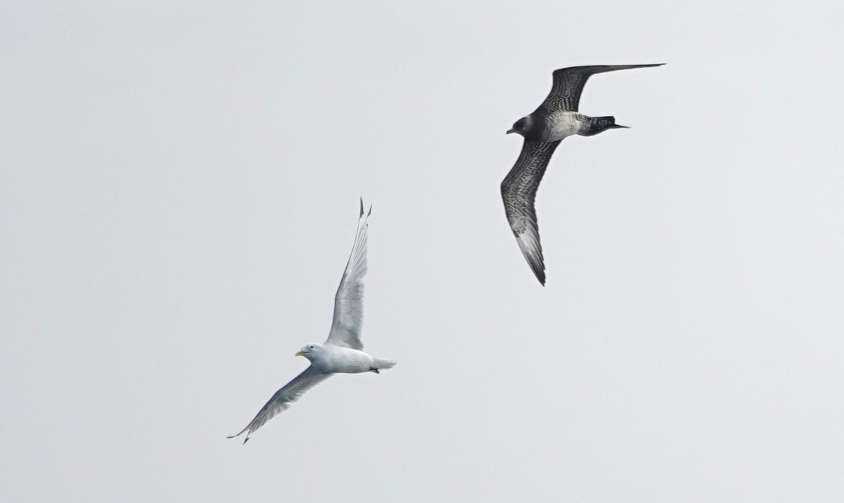 TheLoneKayaker tweet media