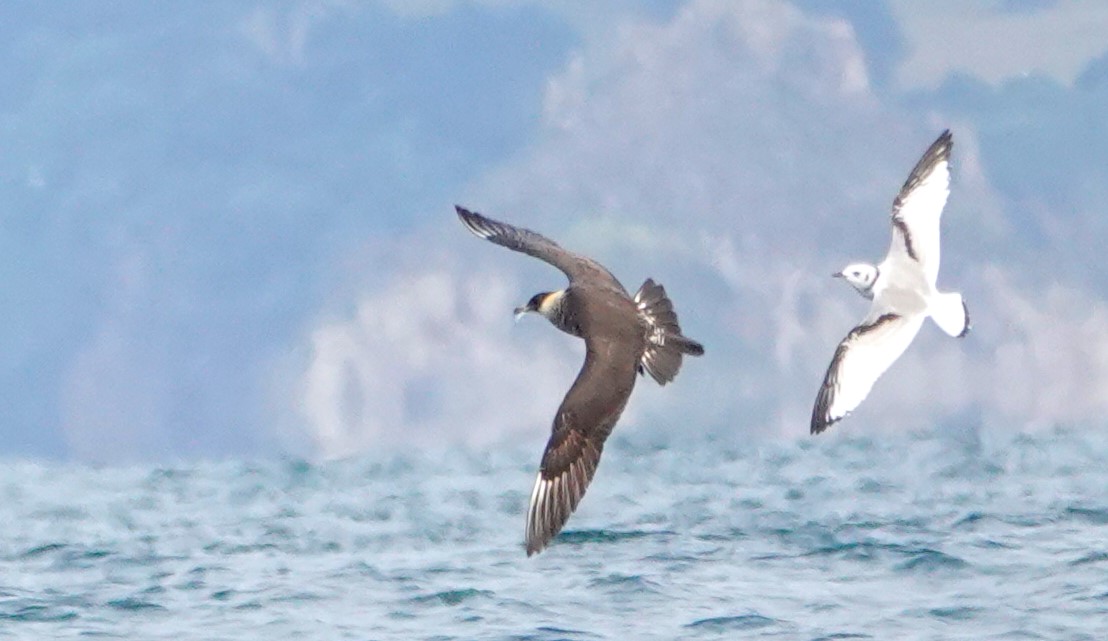 TheLoneKayaker tweet media