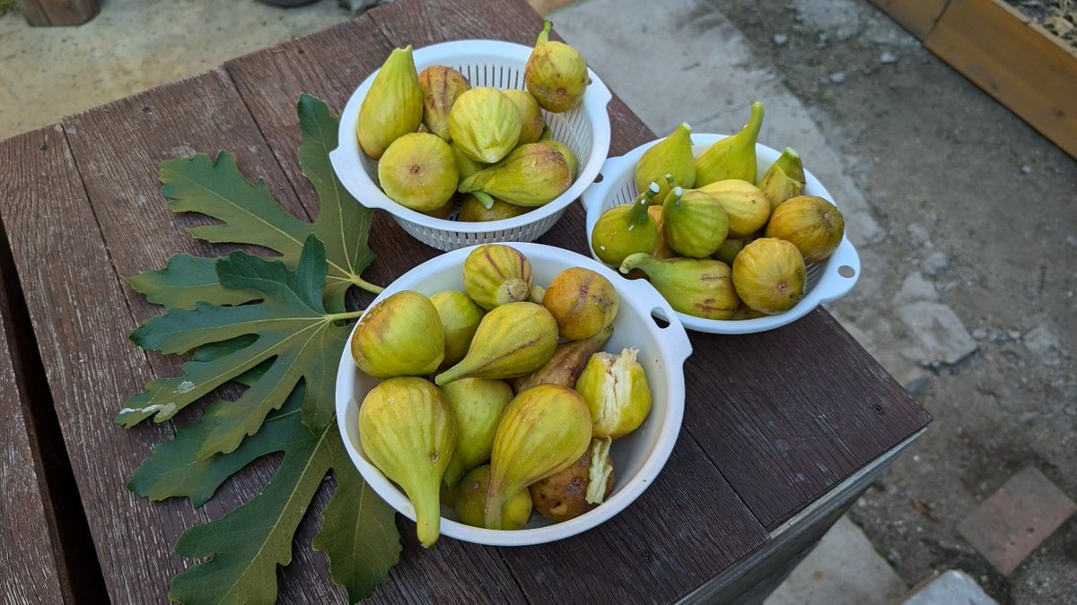 豊作のイチジク〜🍐✨️