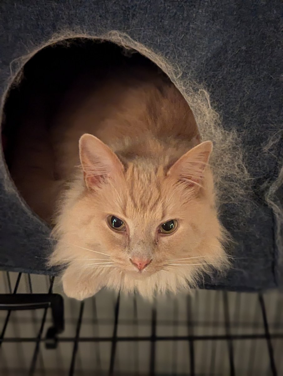 Chelli3VR's tweet image. Happy #Caturday!