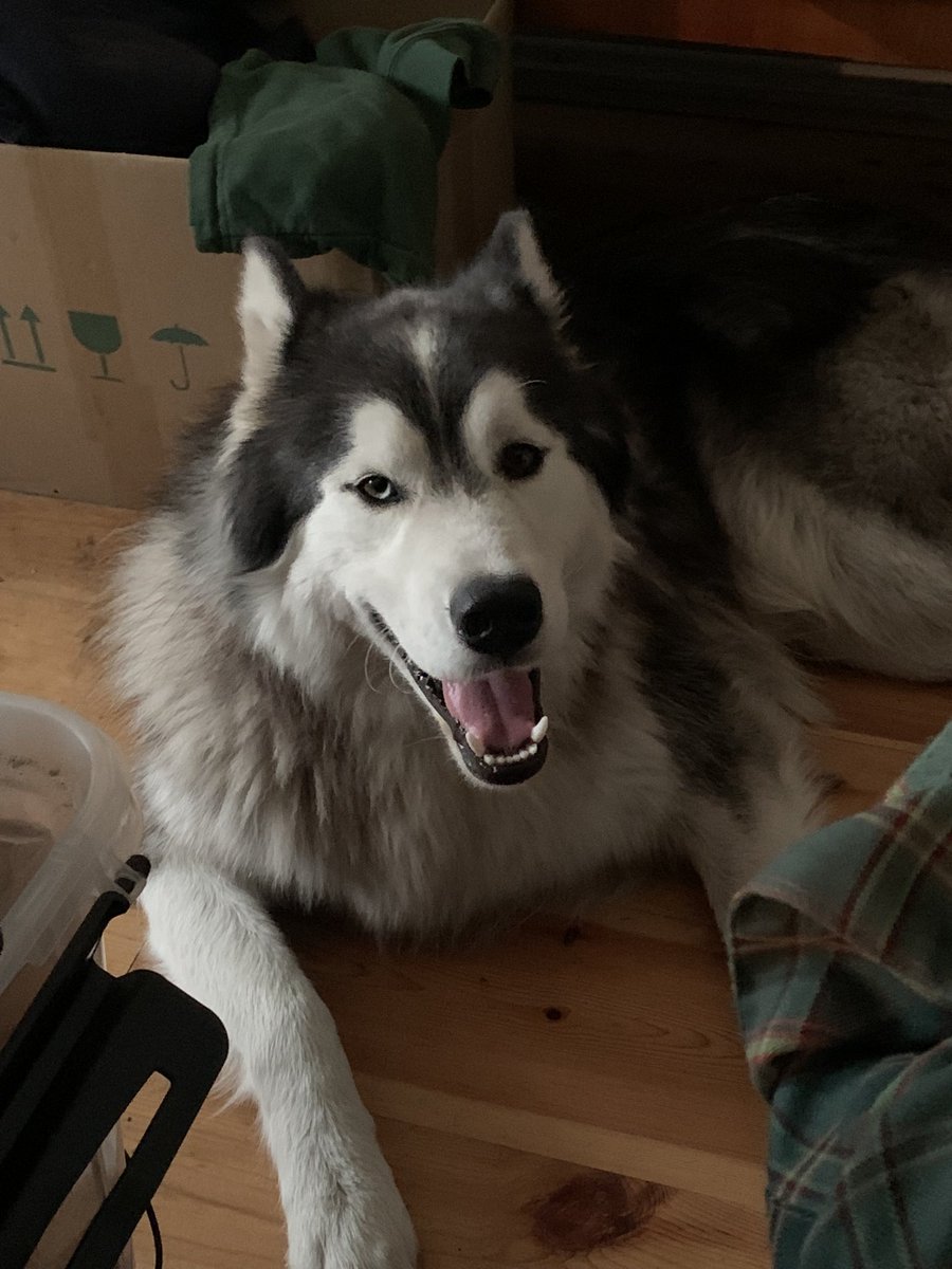 leo riot tweet media