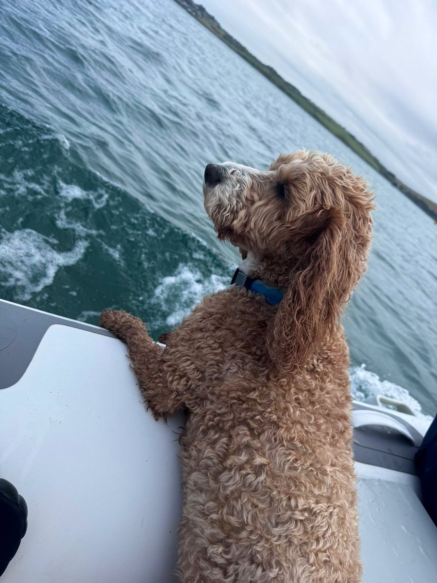 Gullible tweet media