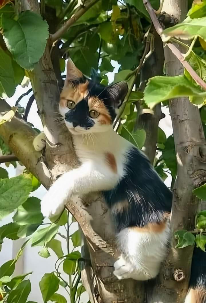 PointCats's tweet photo. Happy cat🥰
#cat #cats #CatsLover https://t.co/GruW9ia081