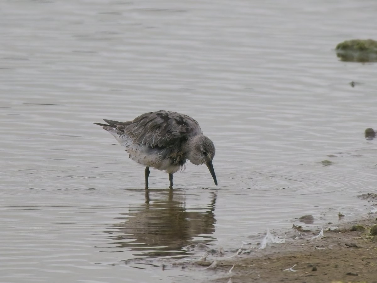 ThorpeMarshman's tweet photo. Nice walk round the scrape at @RSPBMinsmere yesterday (as usual hides empty by 5pm!).  Decent selection of waders including the no-longer-moribund Red Knot, distant moulting Curlew Sand, Little Stint &amp; several Spotted Redshank.  Plus an entertaining gang of  feeding Spoonbills. https://t.co/yoa0buO57w