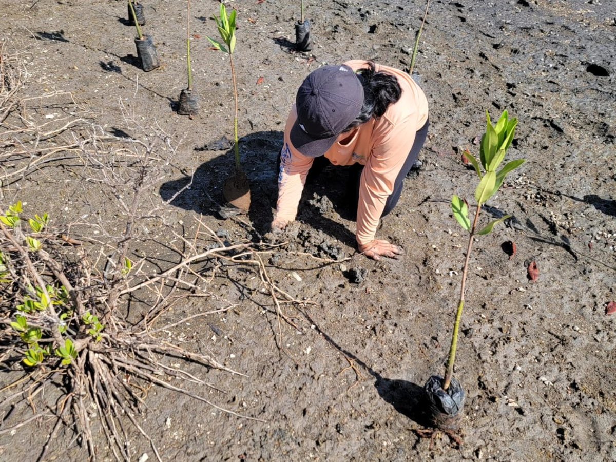 RedJACSL's tweet photo. Participando en la reforestación de bosque de mangle, promovida por @CODDEFFAGOLF_Hn dentro del AA.PP Bahía de San Lorenzo. https://t.co/Q6IdLqoEr1