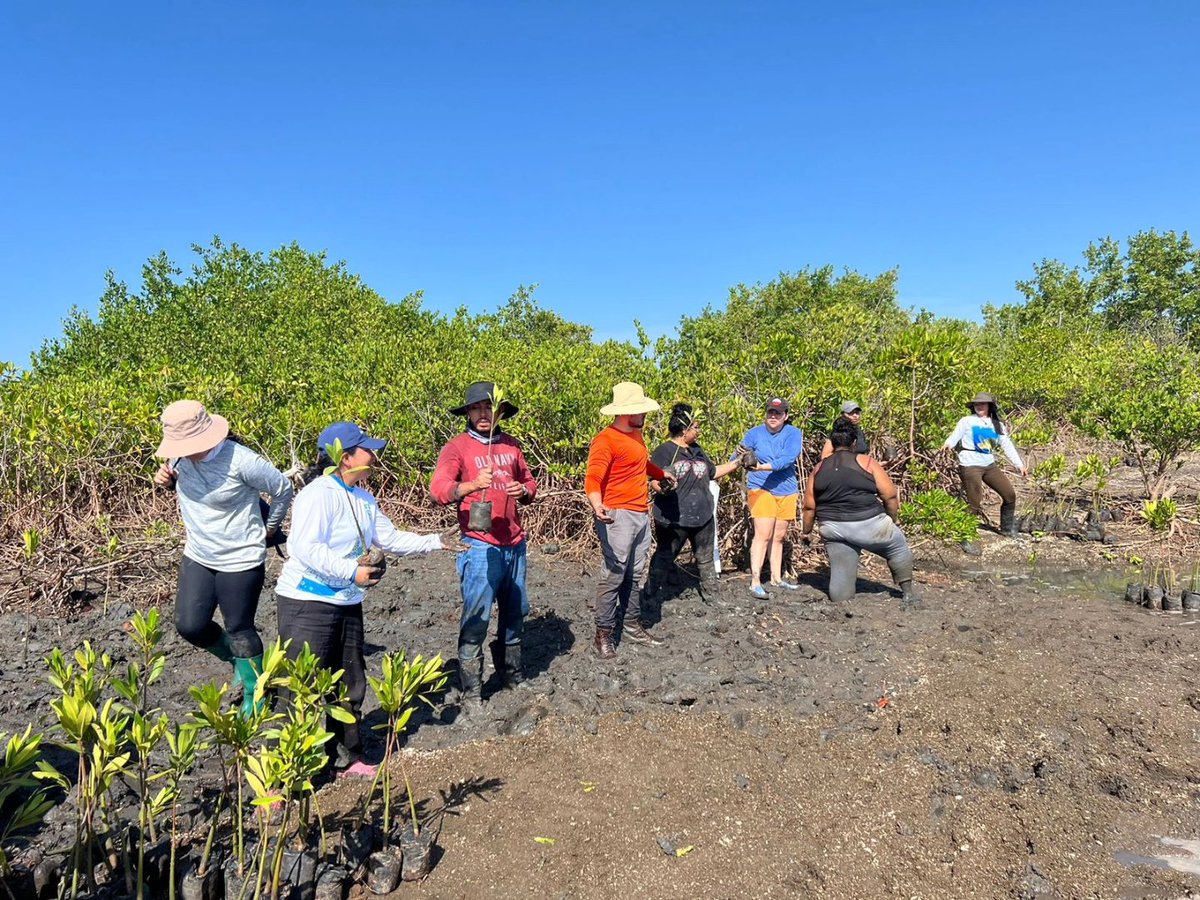 RedJACSL's tweet photo. Participando en la reforestación de bosque de mangle, promovida por @CODDEFFAGOLF_Hn dentro del AA.PP Bahía de San Lorenzo. https://t.co/Q6IdLqoEr1