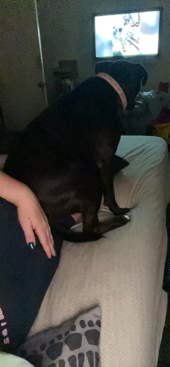 SweetGoodGirl1's tweet photo. Excuse me Miss #Piggums can I have my leg back that you’re sitting on??
#PittieProblems #DogMom https://t.co/KXfTj9WBub