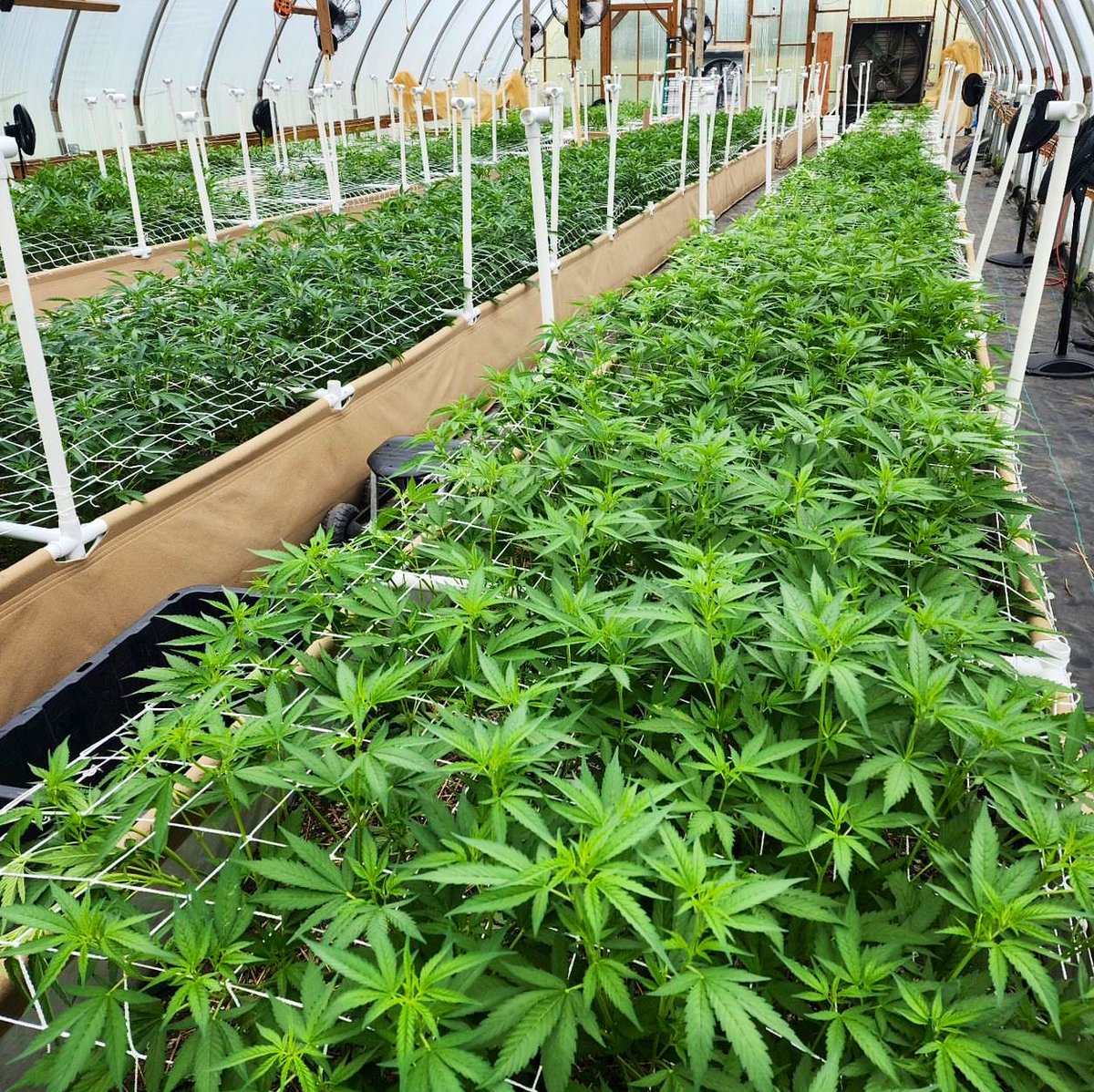 StevieJohnson13's tweet image. Don’t hesitate to DM if you have Personal Q’s or if you’re lacking Understanding about our Cultivation.

*We’re Officially in 5 WNY locations!*

Visit 1 of our 3 Official SJ13 Partners:
@TreeHeadCulture, #EastLeafDispo
@Herbal_IQ #HandleBizHaveFunClub