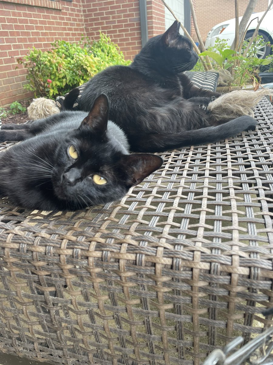 AlThomasC's tweet image. #BlackCatAppreciationDay
This is a thing? Say less…

FiFi and Felix chillin on the porch