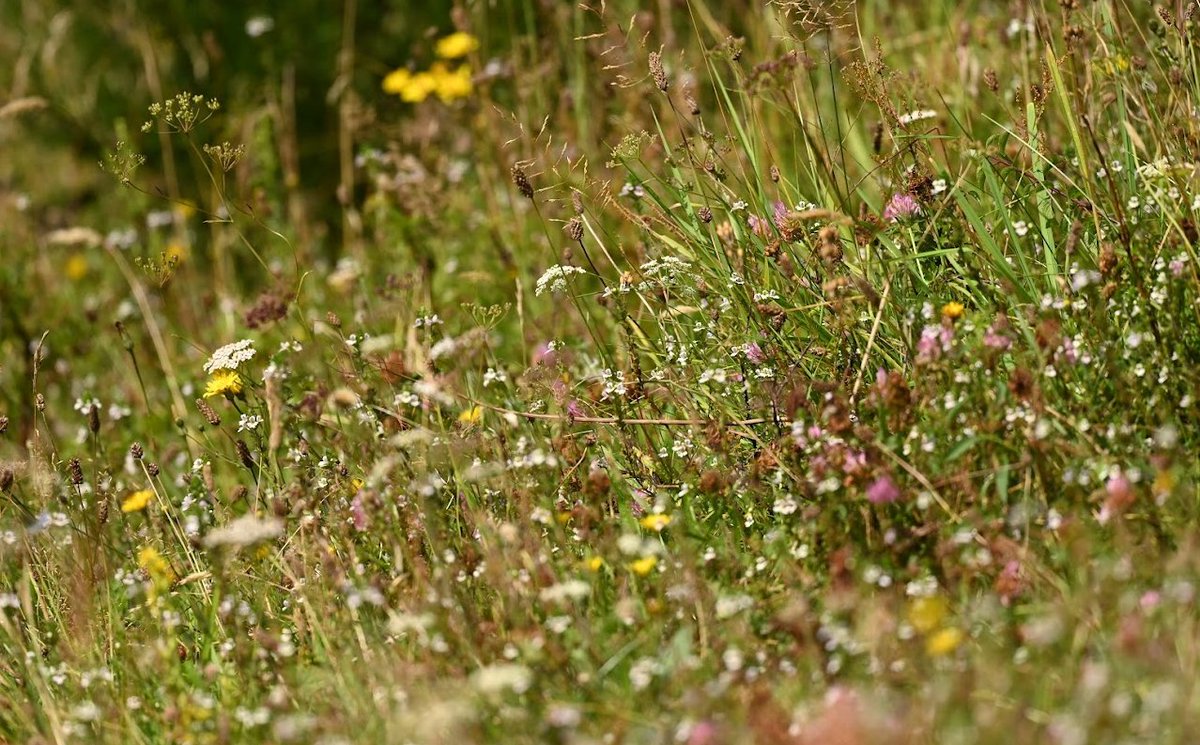 Morten DD tweet media