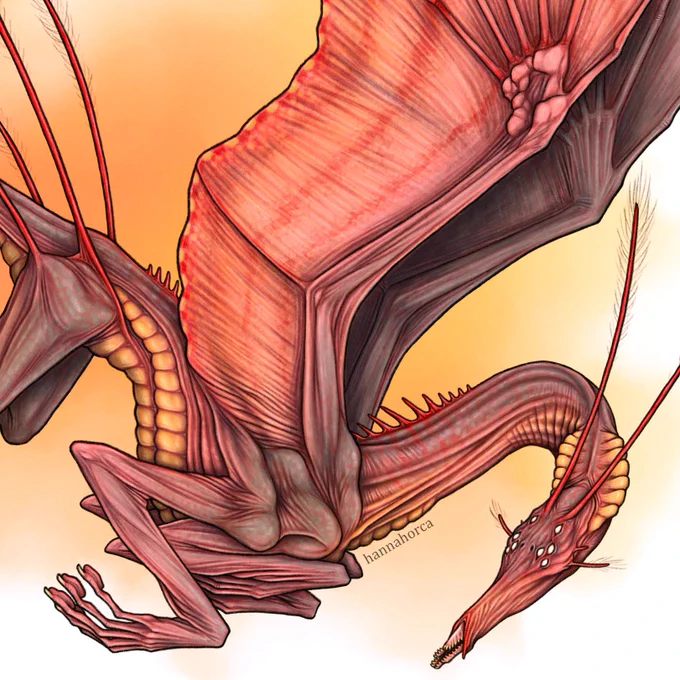 Gravidatus details  