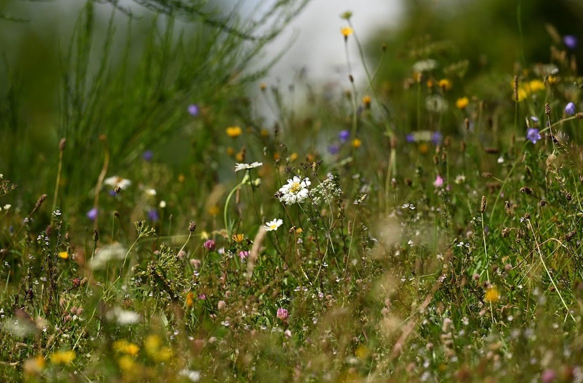 Morten DD tweet media