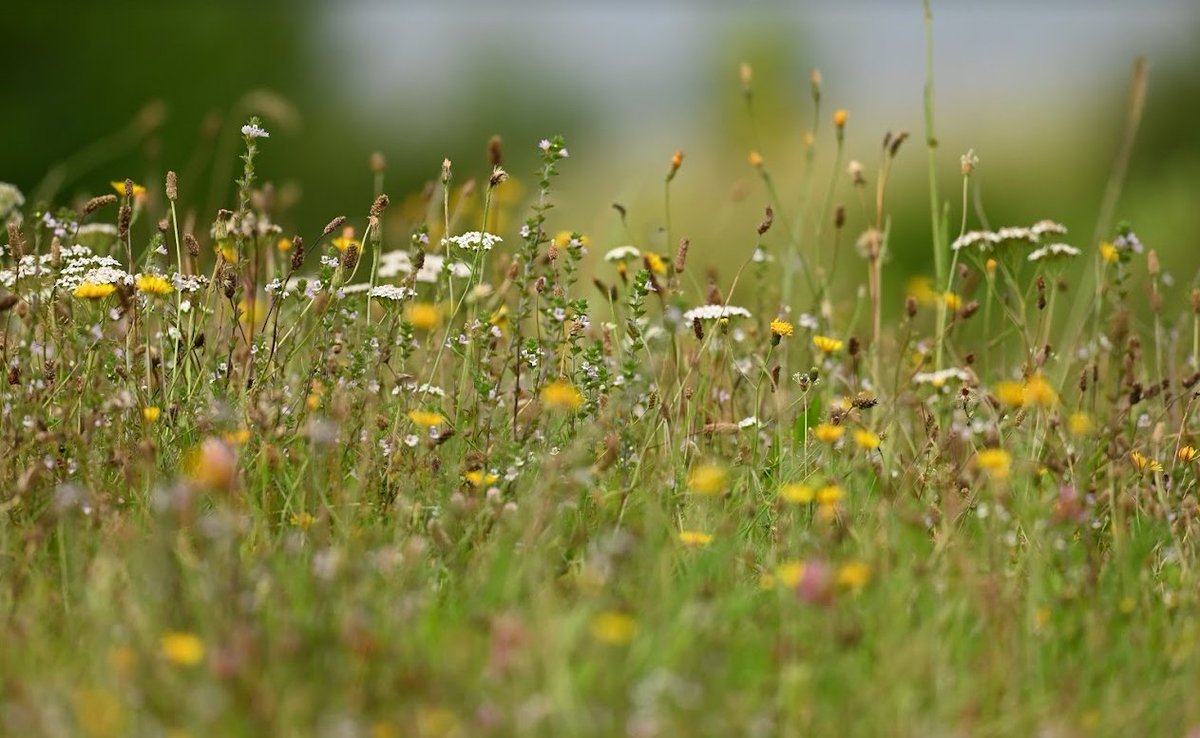 Morten DD tweet media