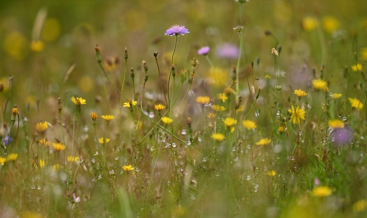 Morten DD tweet media